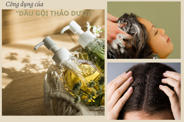 cong-dung-cua-dau-goi-thao dược (1)