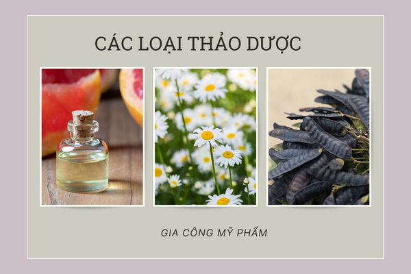 cac-loai-thao-duoc