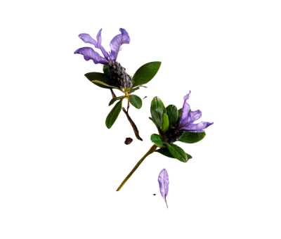 Bakuchiol