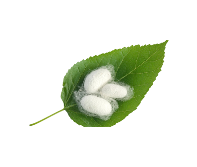 Sericin-ken-to-tam-sieu-muot