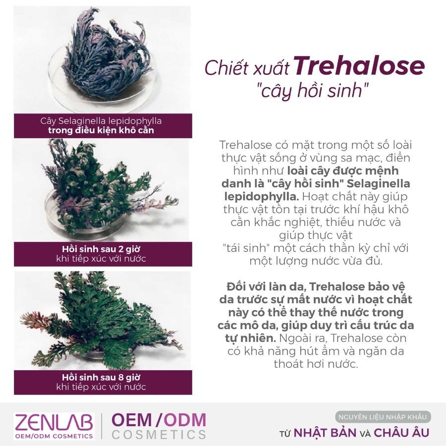 chiet-xuat-trehalose